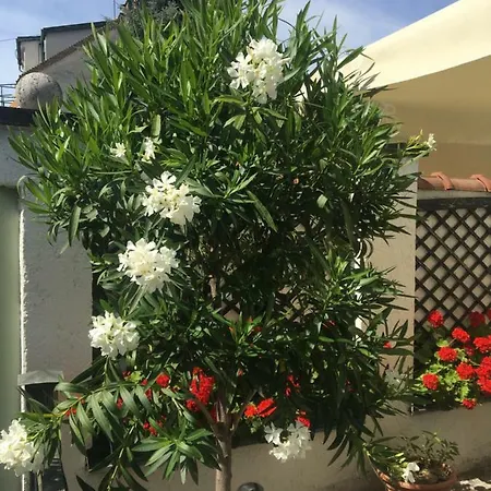 Kis Kacsa Apartman